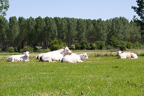 Vaches allaitantes Charolais dans une prairie