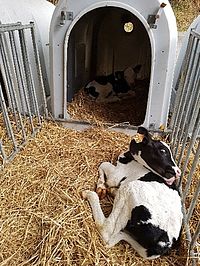 Agriculture biologique, veaux par deux, veaux par paire, élevage des veaux