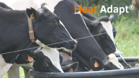 monitoring en élevage bovin, farmlife, détection, indicateurs