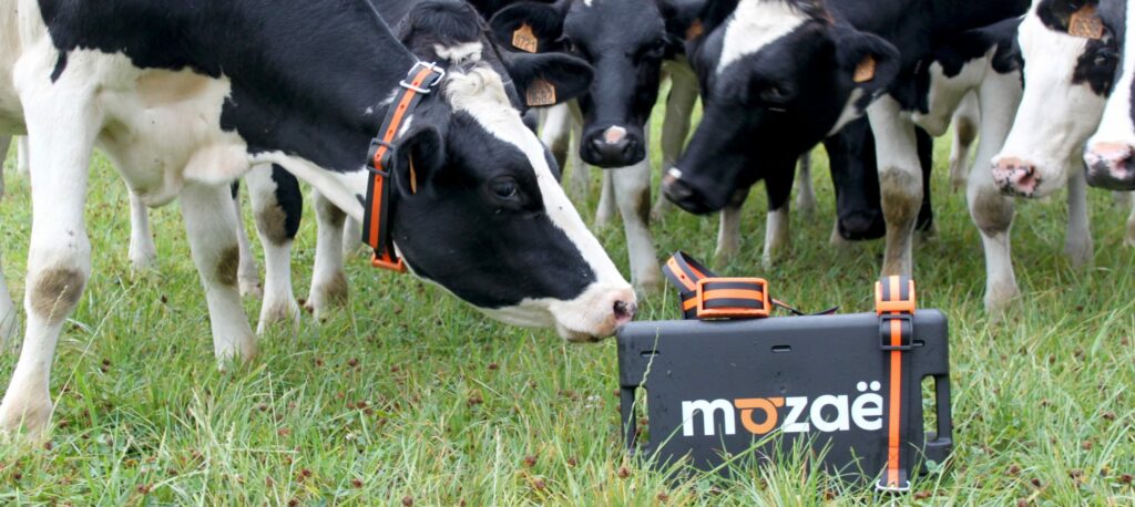 Un groupe de vaches de race prim' Holstein portant des colliers Mozaë, renifle une mallette Mosaë